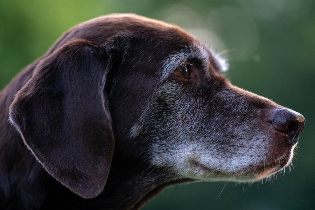 A chocolate brown Labrador retriever with a white face.