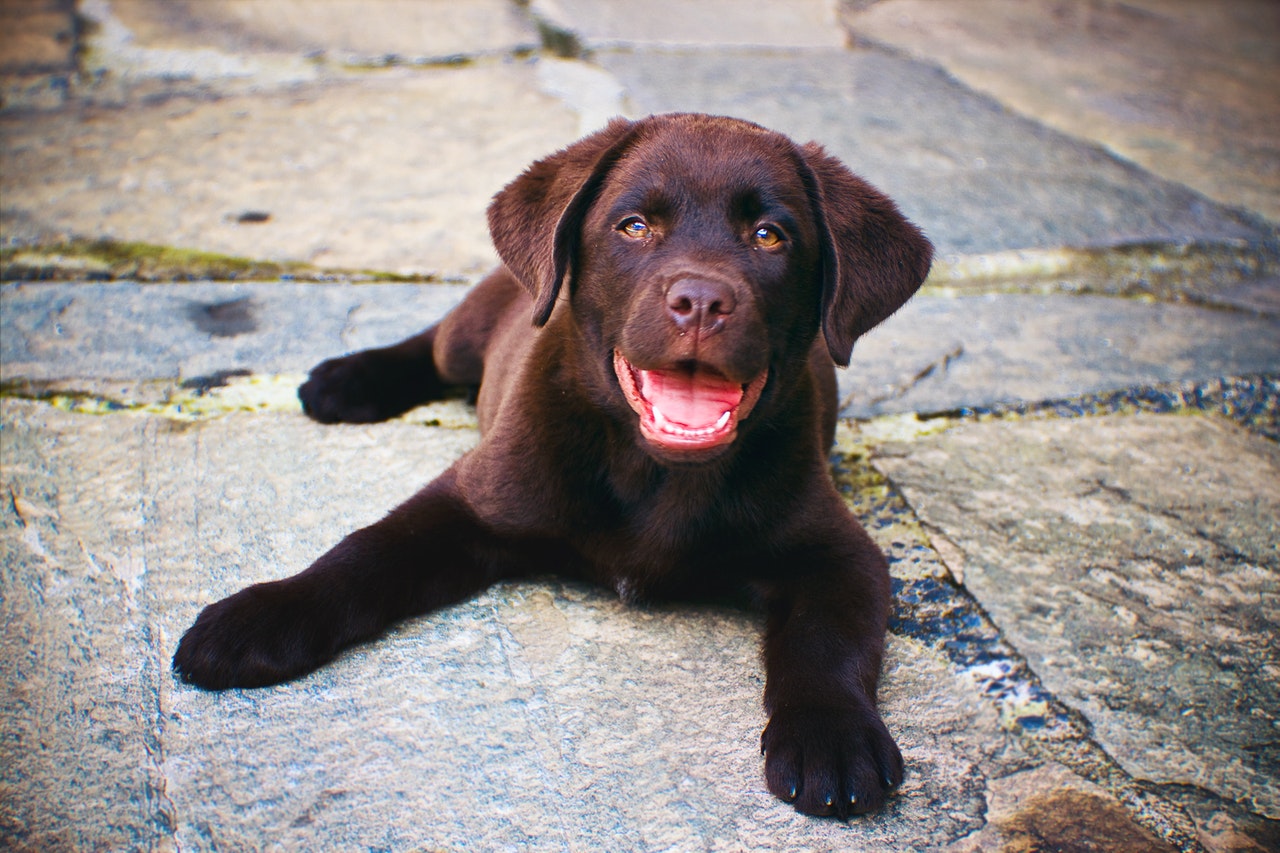 A chocolate Labrador retriever puppy lying on stone tiles.
