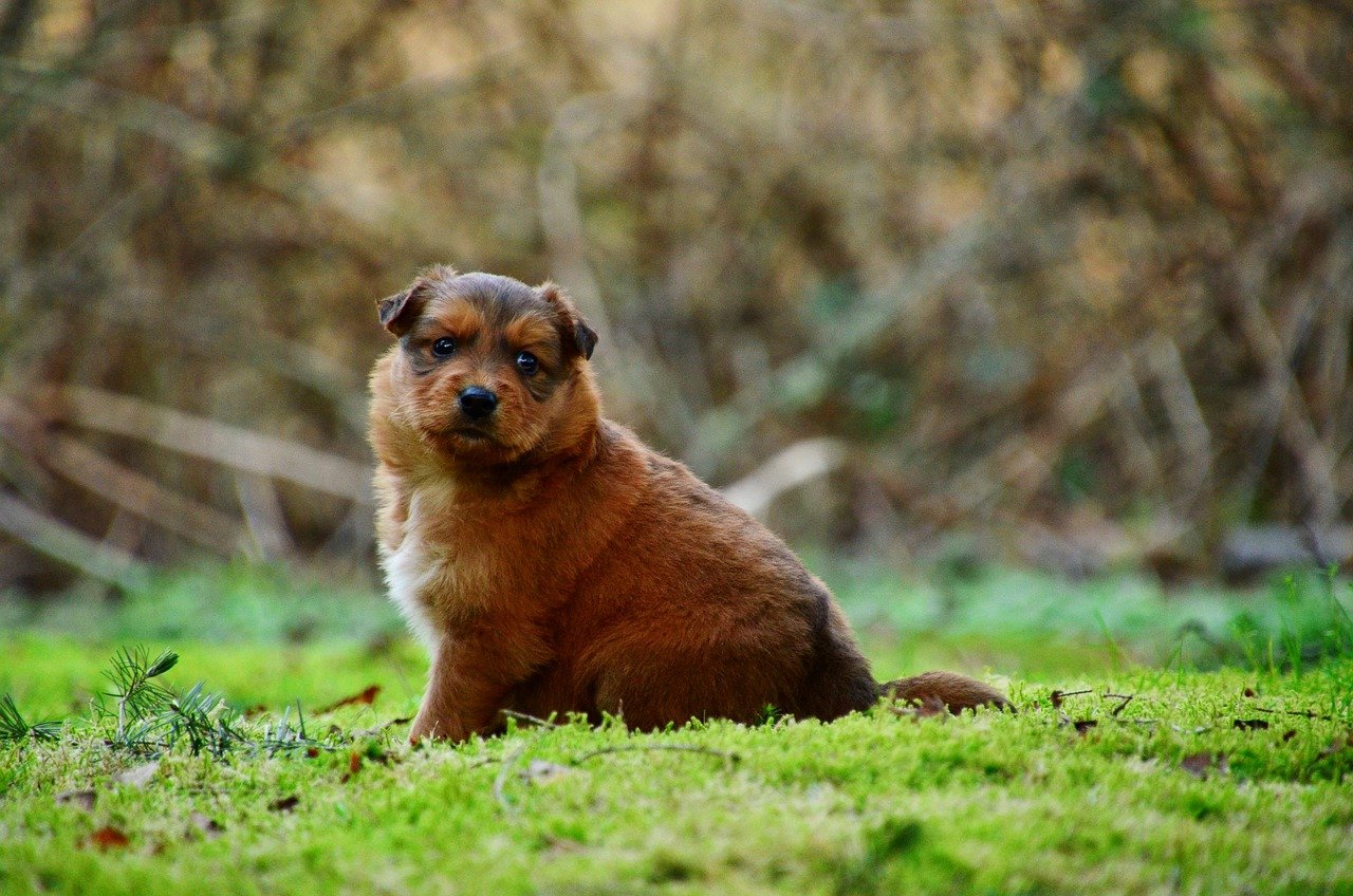A chubby brown puppy sitting in a grassy field.
