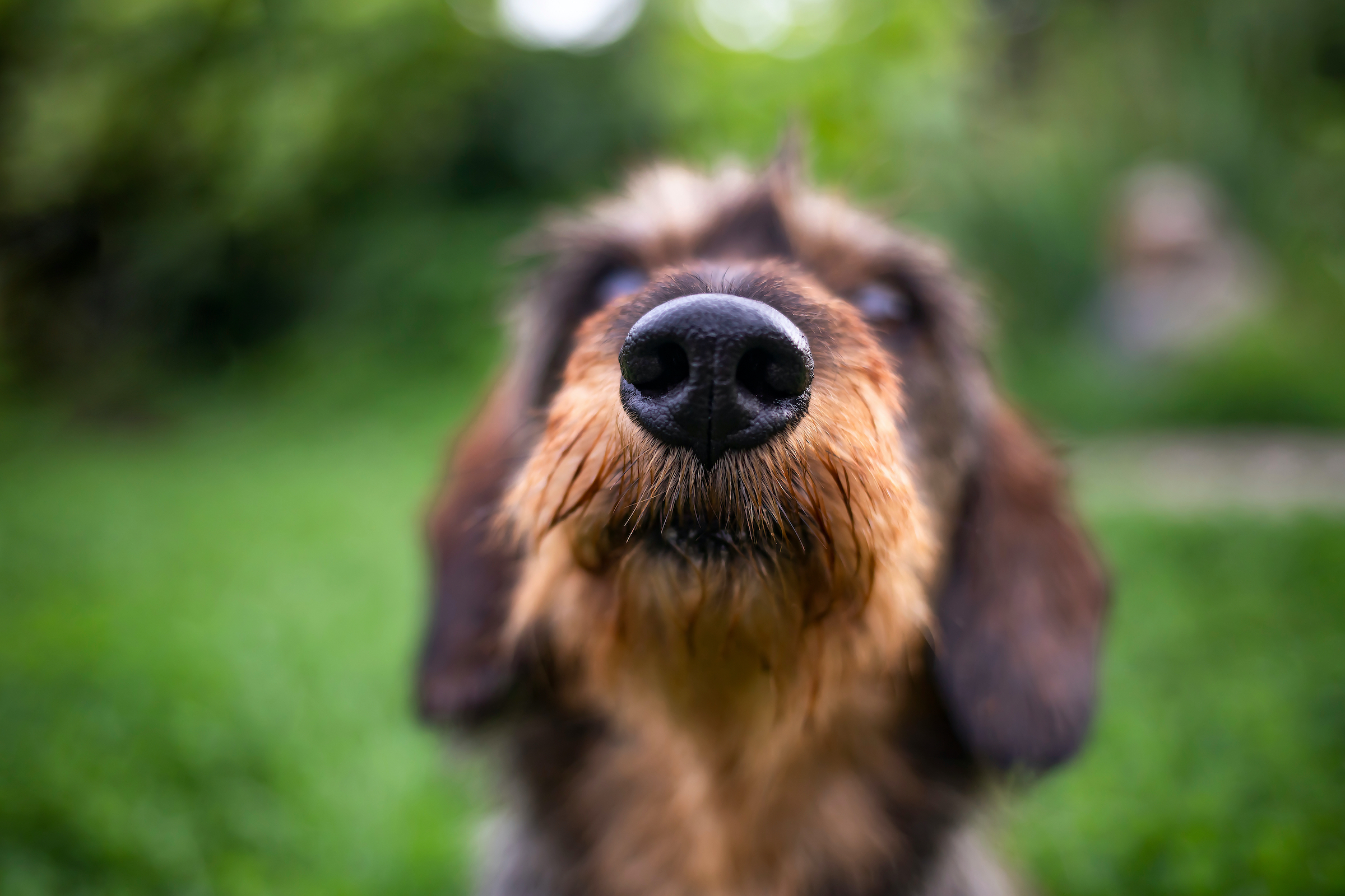 A close up of a dog's nose and their mustache