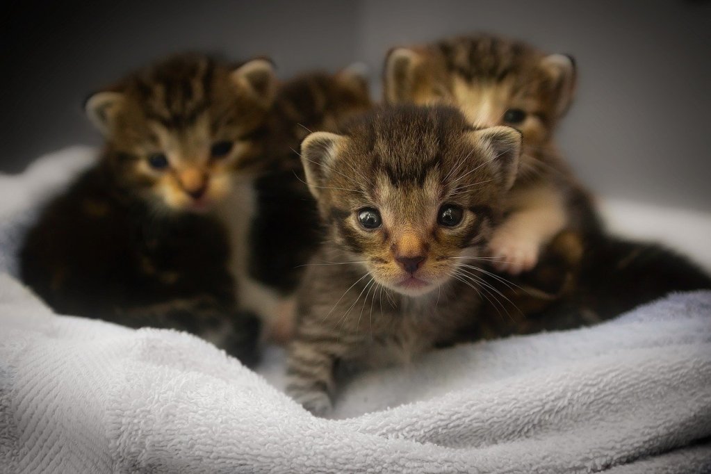 A closeup of four tabby kittens on a white towel.