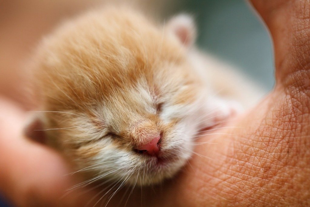 Closeup of a person holding a newborn orange kitten