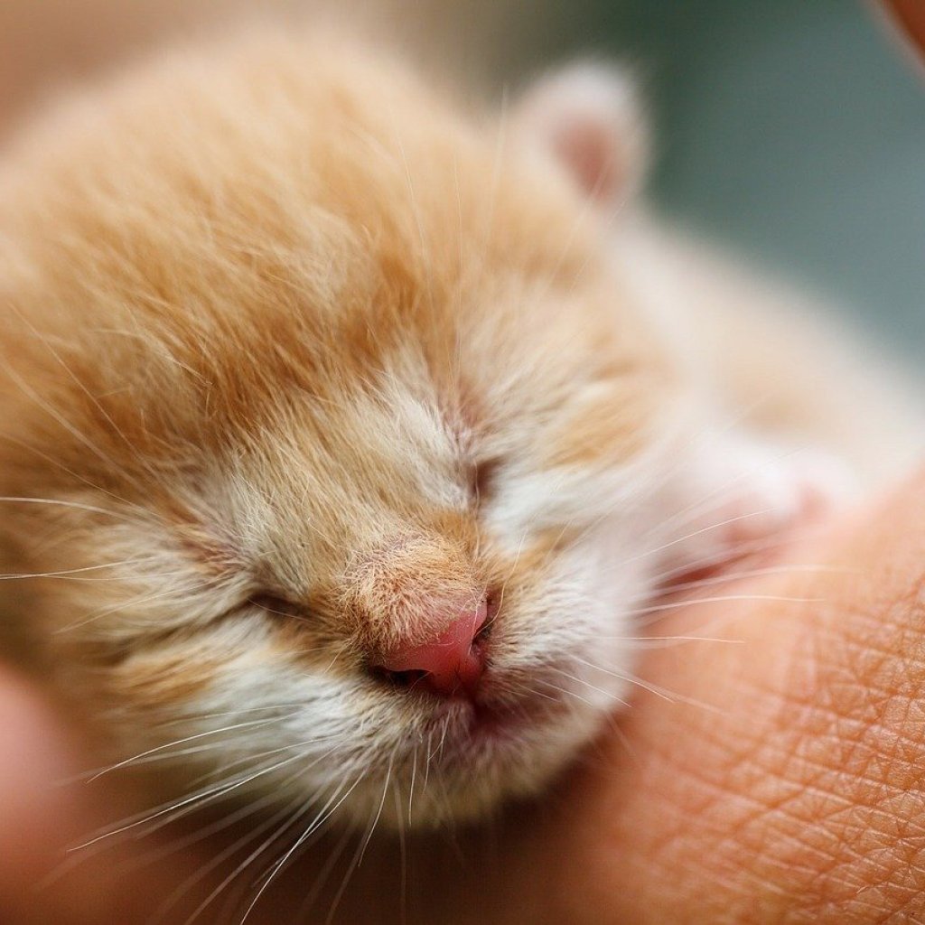Closeup of a person holding a newborn orange kitten