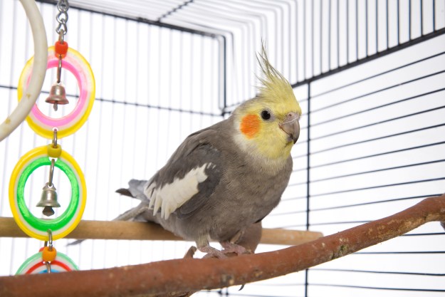 Cockatiel sits on a natural perch inside their cage