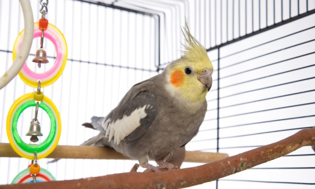Cockatiel sits on a natural perch inside their cage