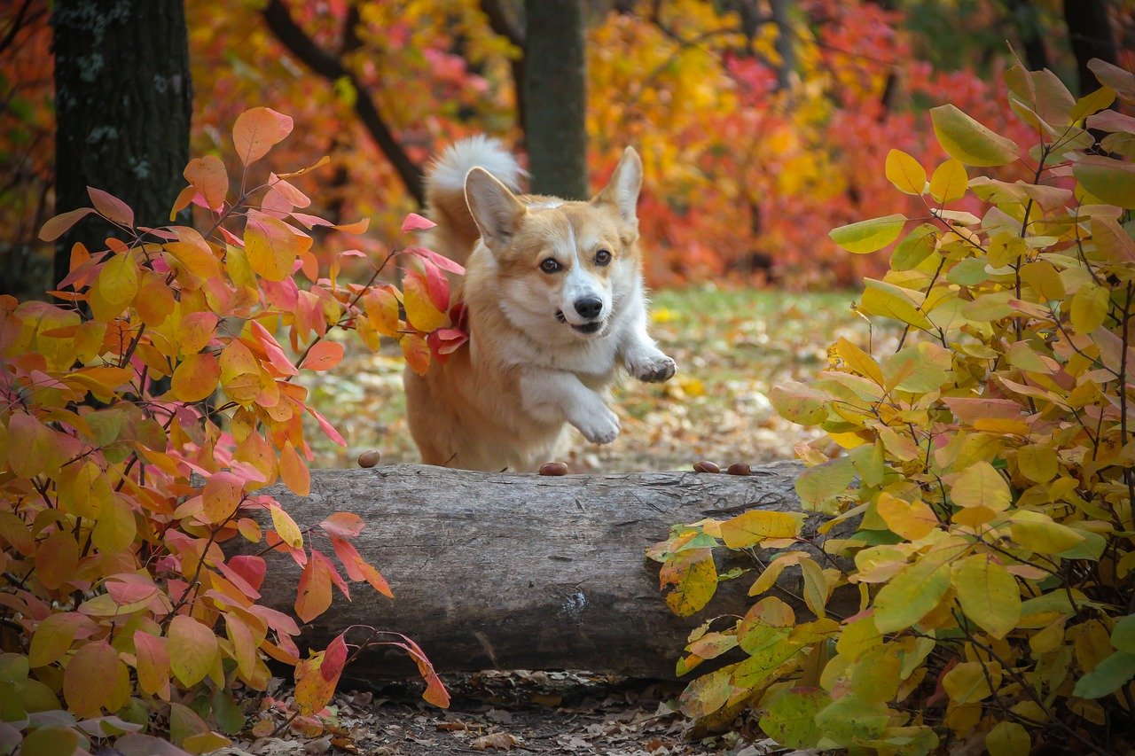 A Corgi jumping over a log in the woods.