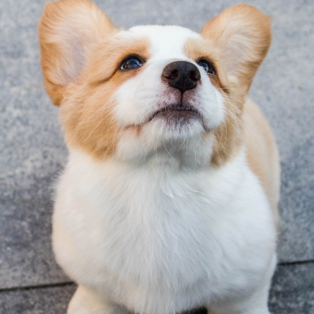 corgi puppy sitting on pavement