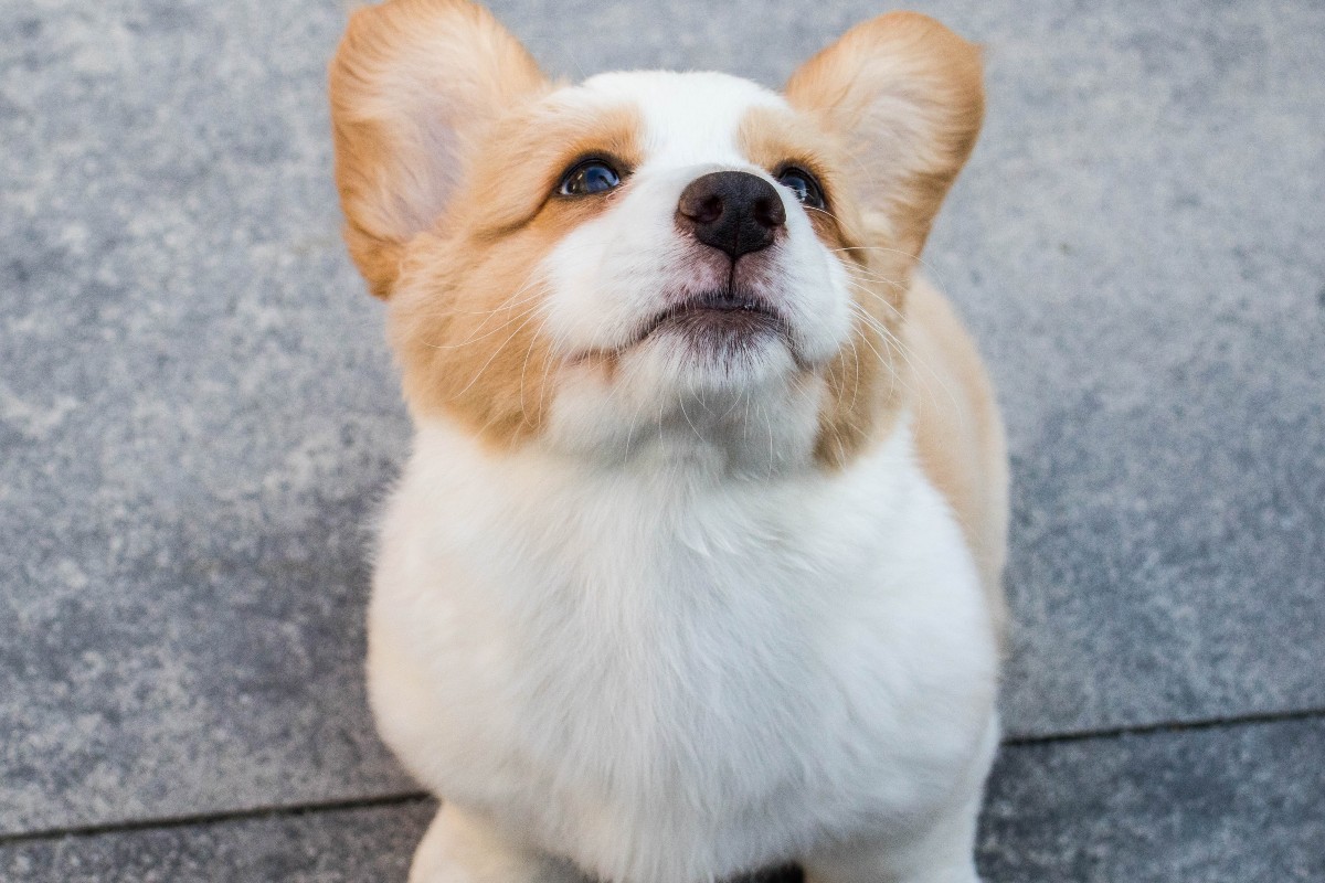 corgi puppy sitting on pavement