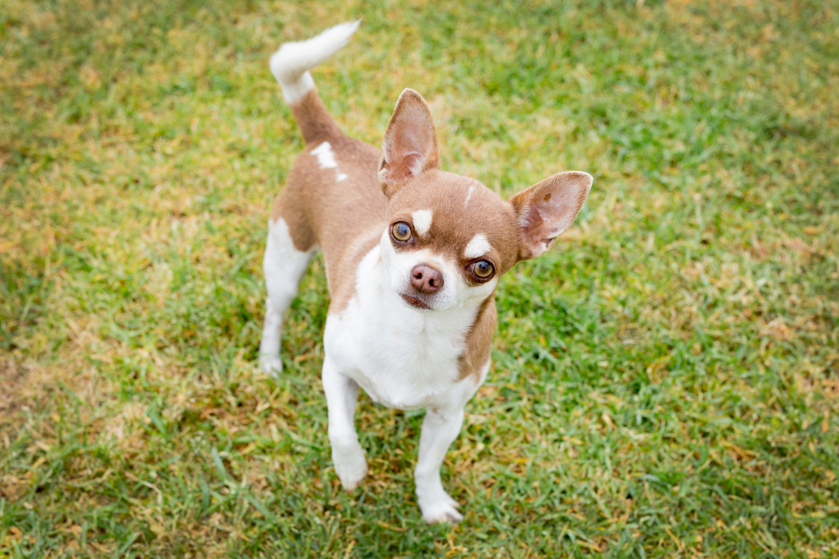 Cute Chihuahua standing in grass.