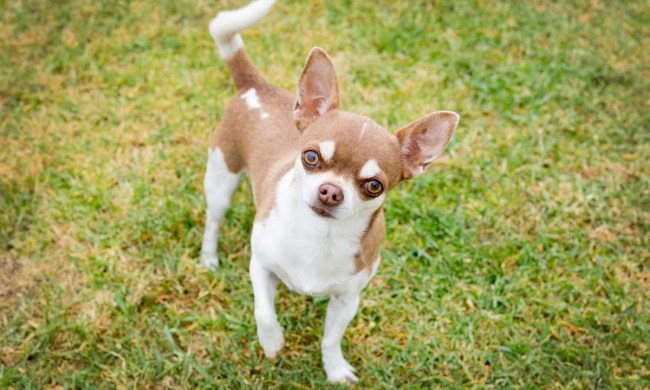 Cute Chihuahua standing in grass.