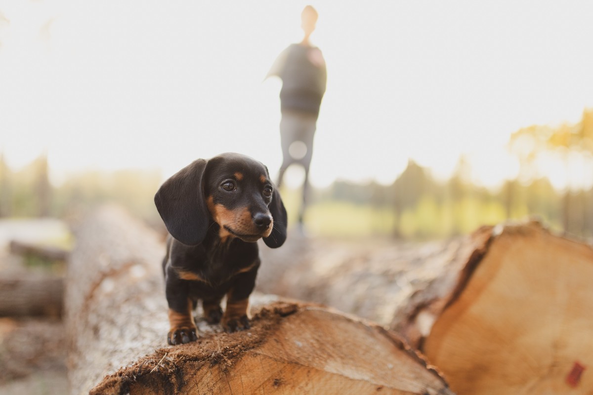 Dachshund on a downed tree