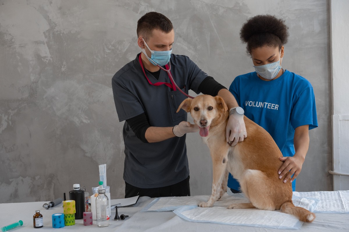 Dog at the vet clinic with two volunteers
