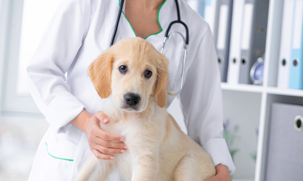 Šuo su veterinaru