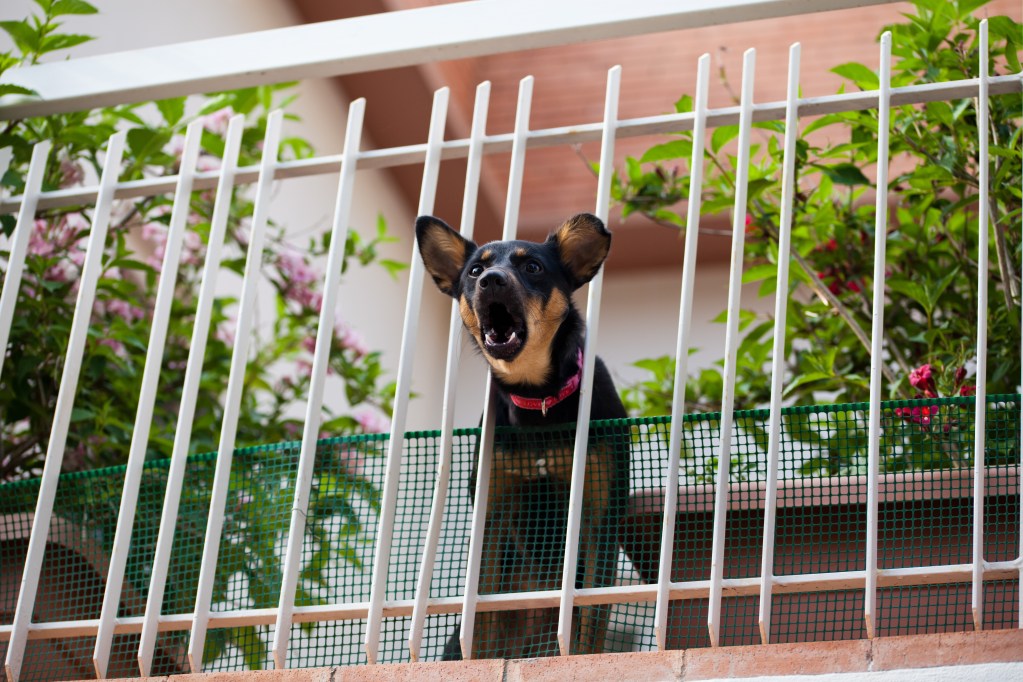 Dog barks through the fence of his patio