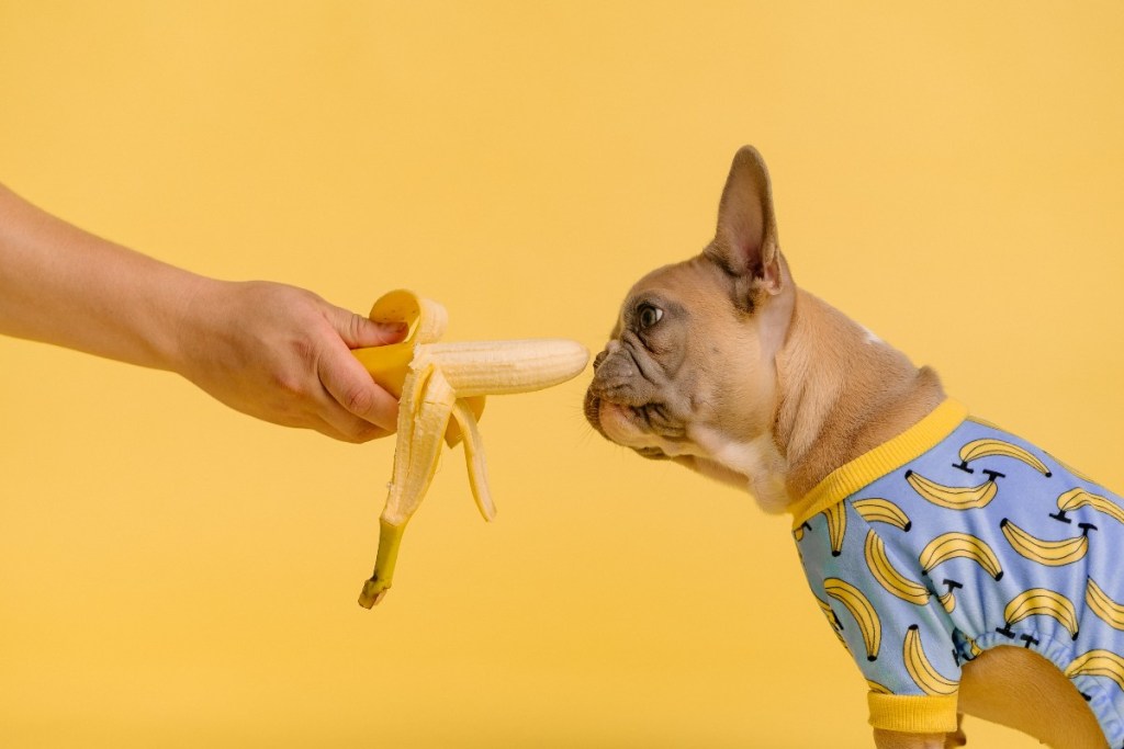 šuo valgo bananą geltoname fone