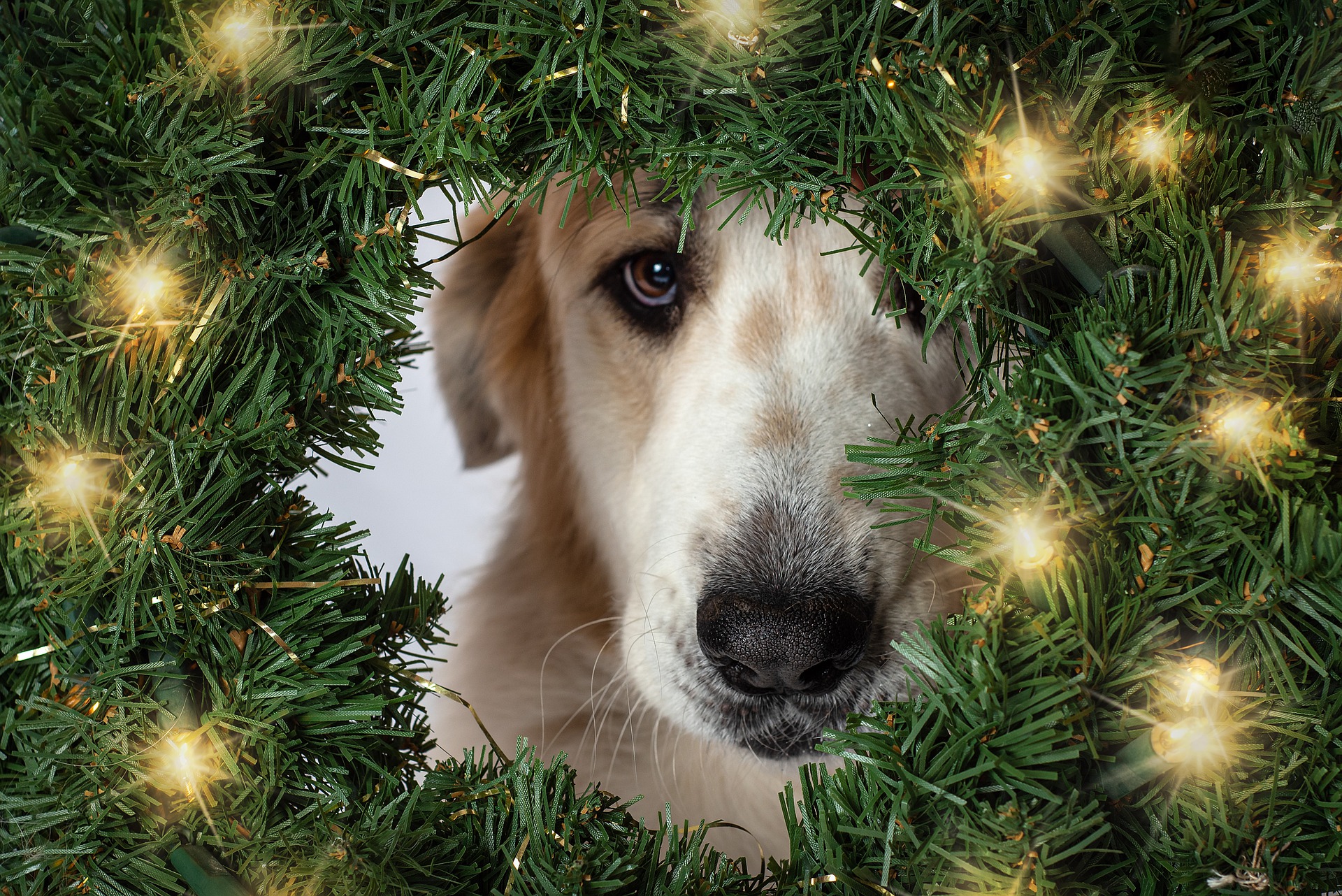 Dog looking through a Christmas wreath with lights