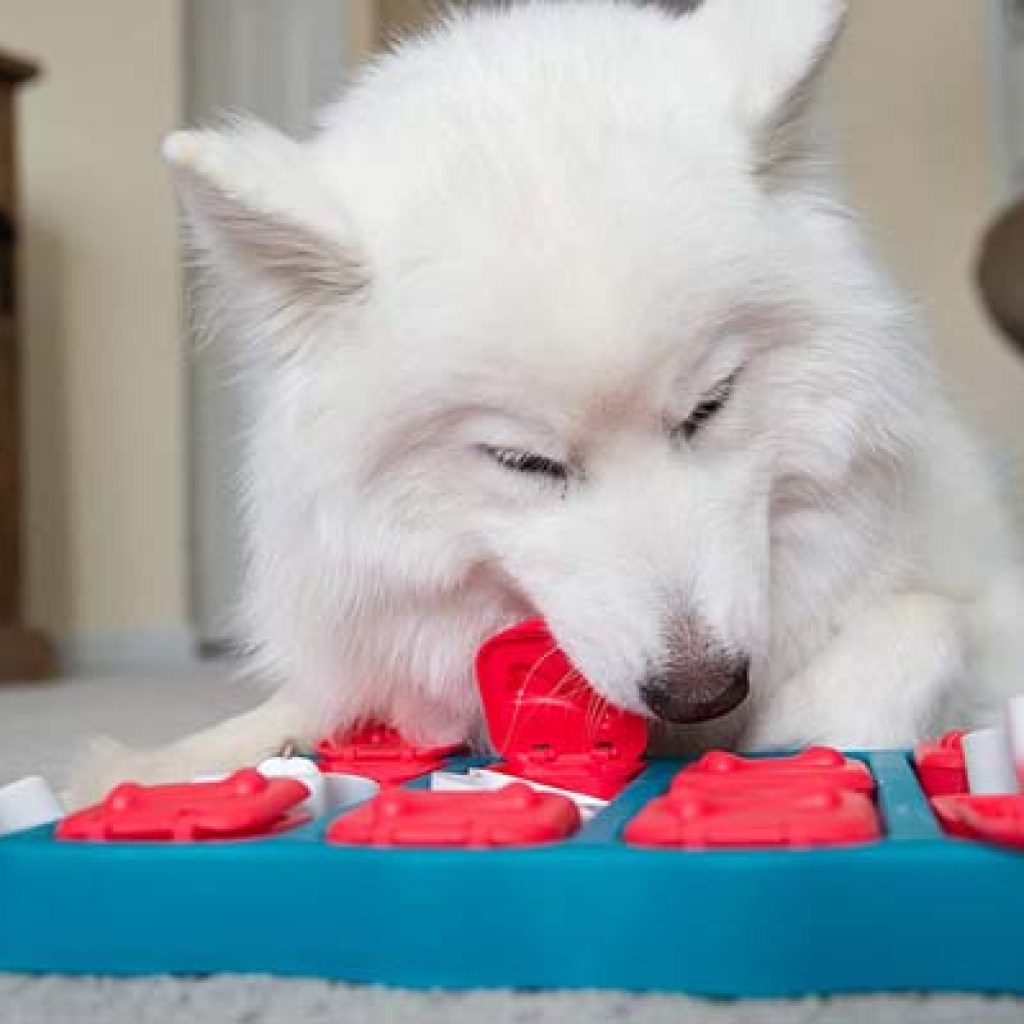 Dog playing with puzzle toy