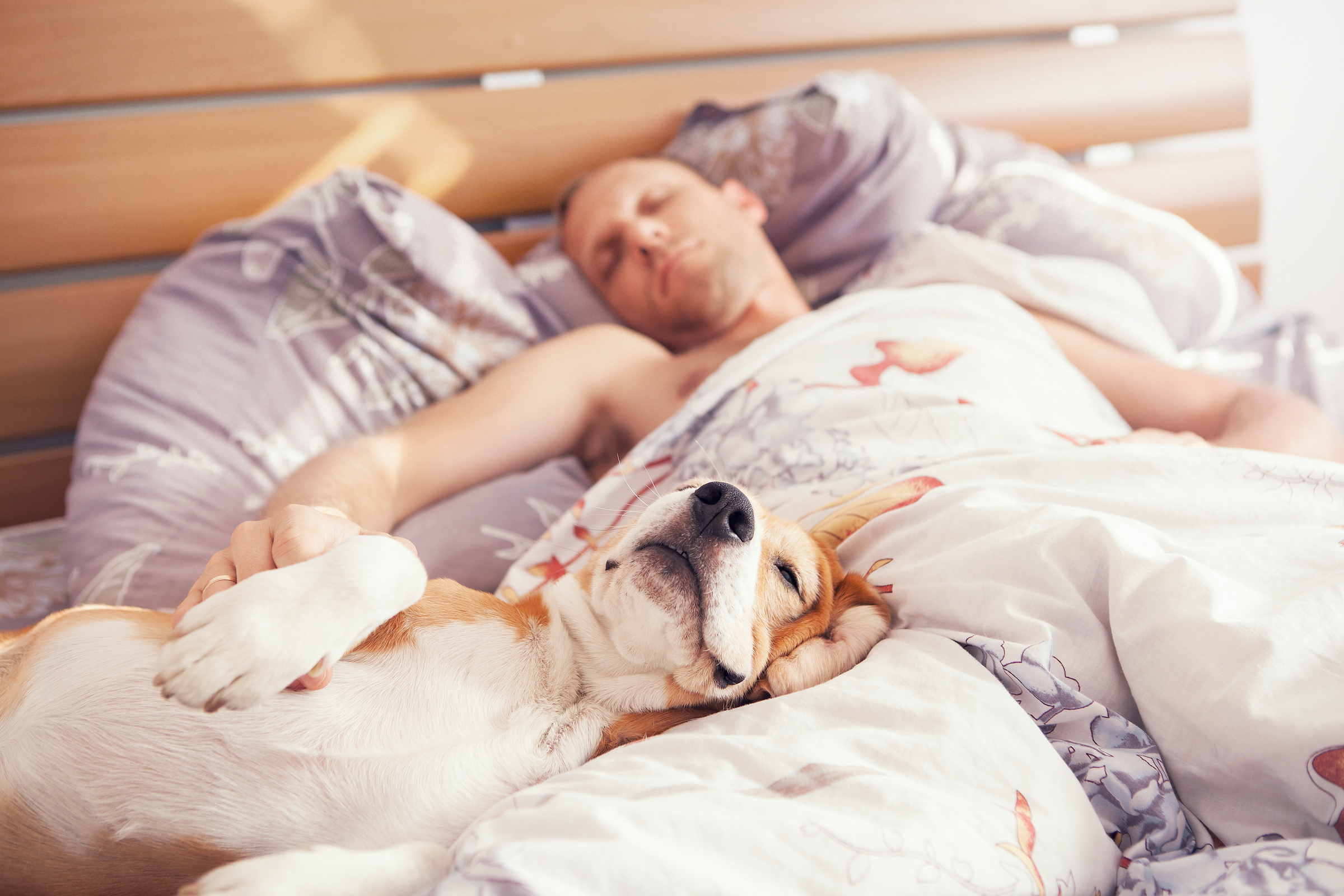 A Beagle sleeps with his owner in his owner's bed