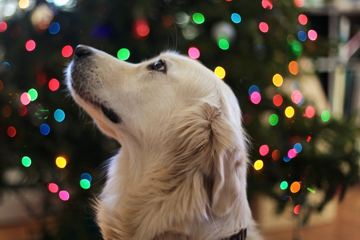 dog waiting for treat by tree