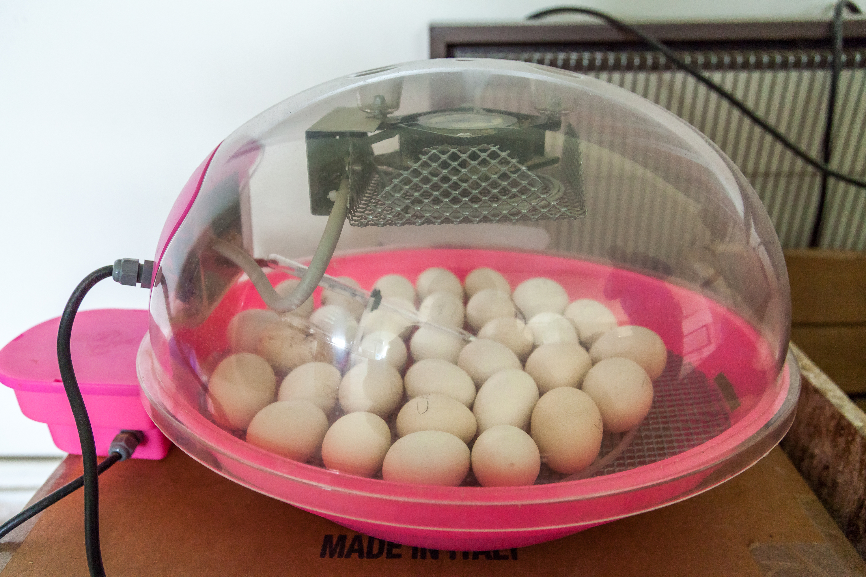 #1 Fertile Macaw Eggs 15 This Is What You Should Do If You Find a Bird Egg | PawTracks
