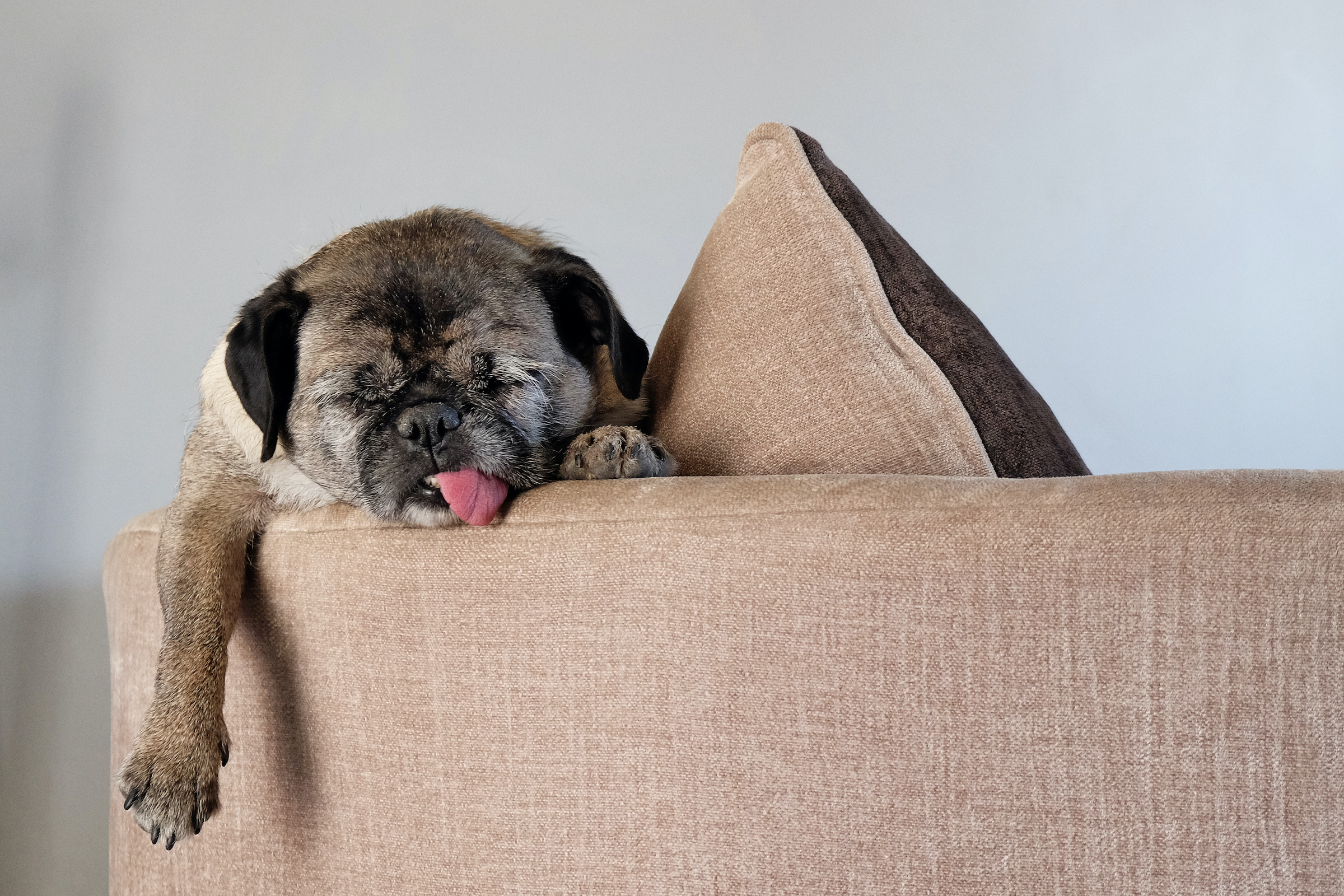 An elderly pug sleeps with their tongue out on the back fo a sofa