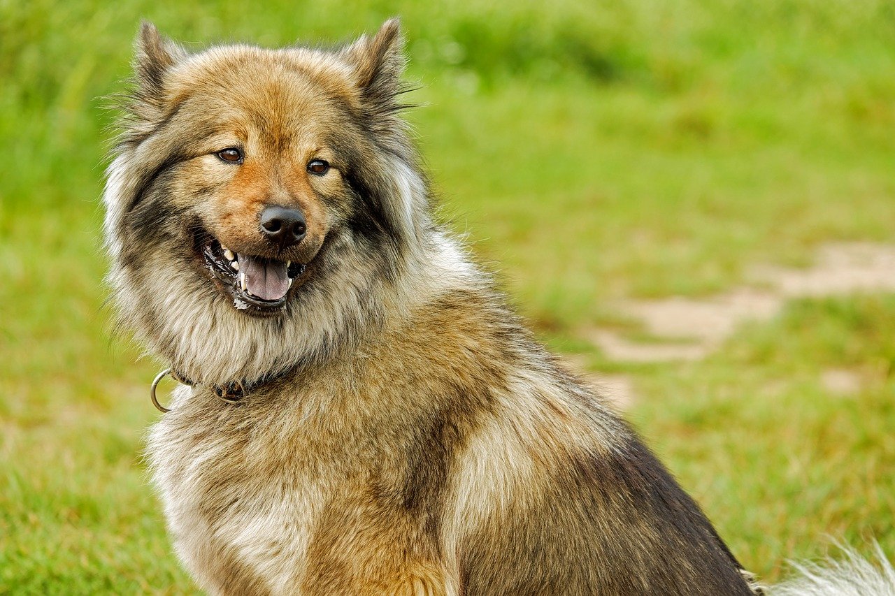 A Eurasier smiling as he sits in a grassy field.
