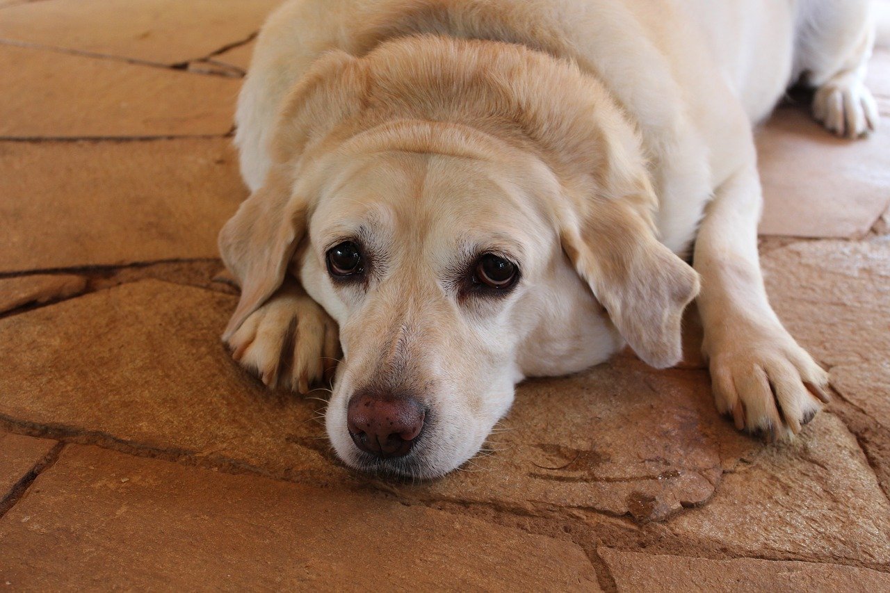 An overweight Labrador retriever lying on the floor.