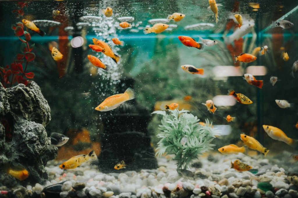 Fish swim around in a tank with a bubbler