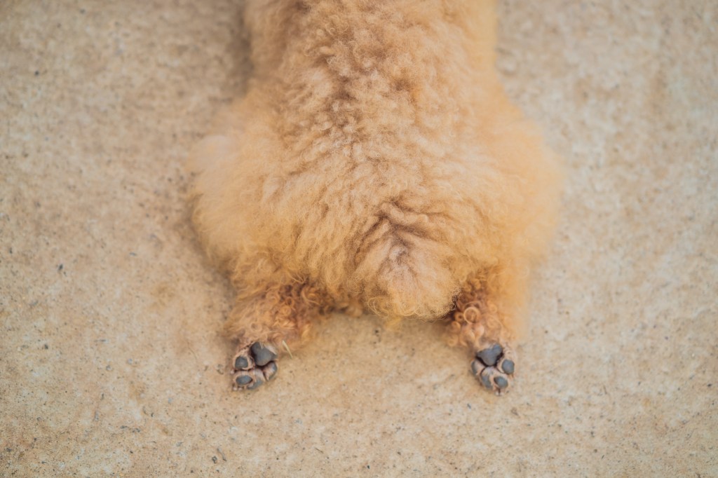 The back half of a fluffy dog lying with their back legs stretched straight out