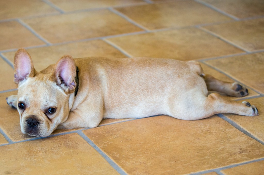 French bulldog puppy splooting on tile floor