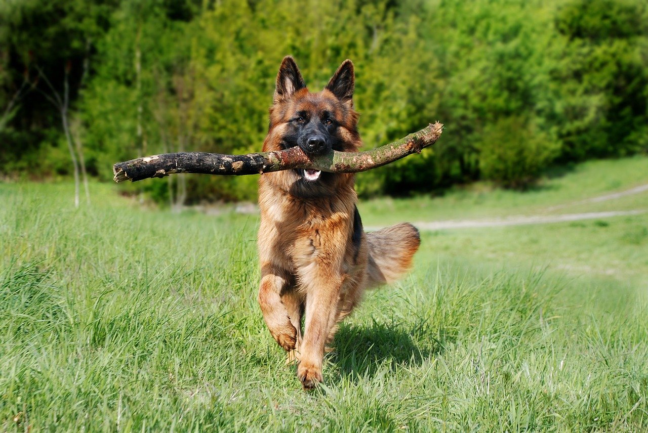 A German shepherd carries a large stick through a grassy field