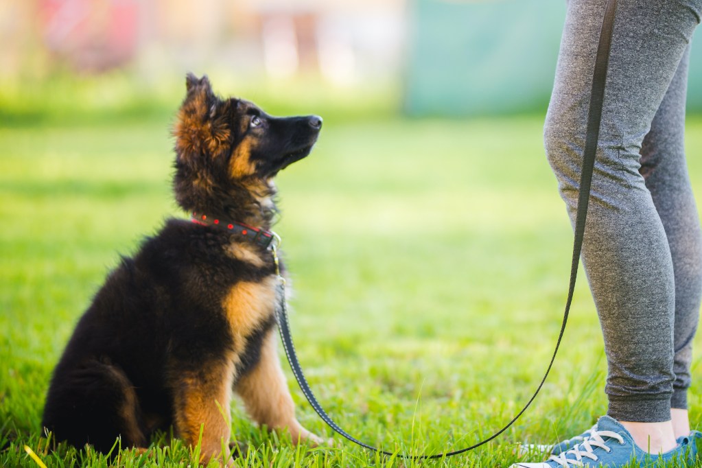 A German shepherd puppy on a leash sits and looks at his owner for training.