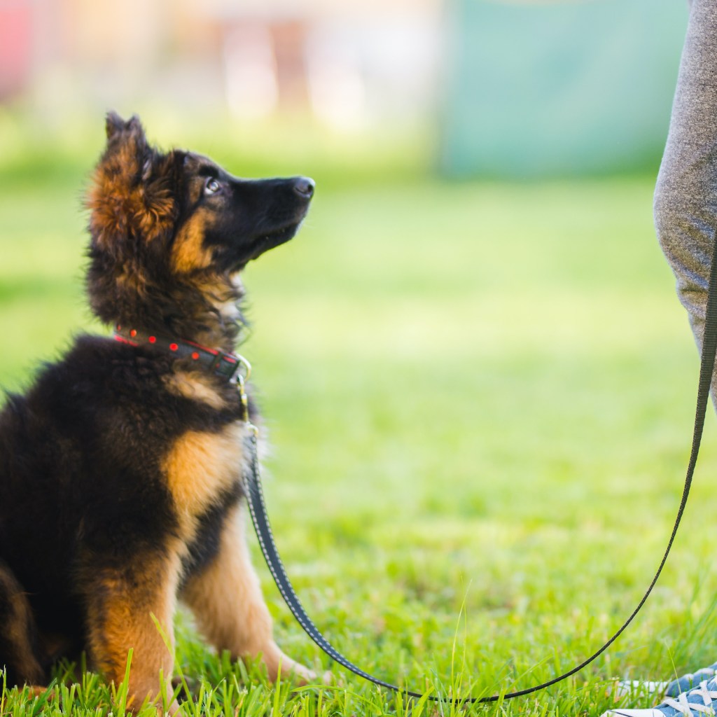 A German Shepherd Puppy on a leash sits and looks at his owner for training.