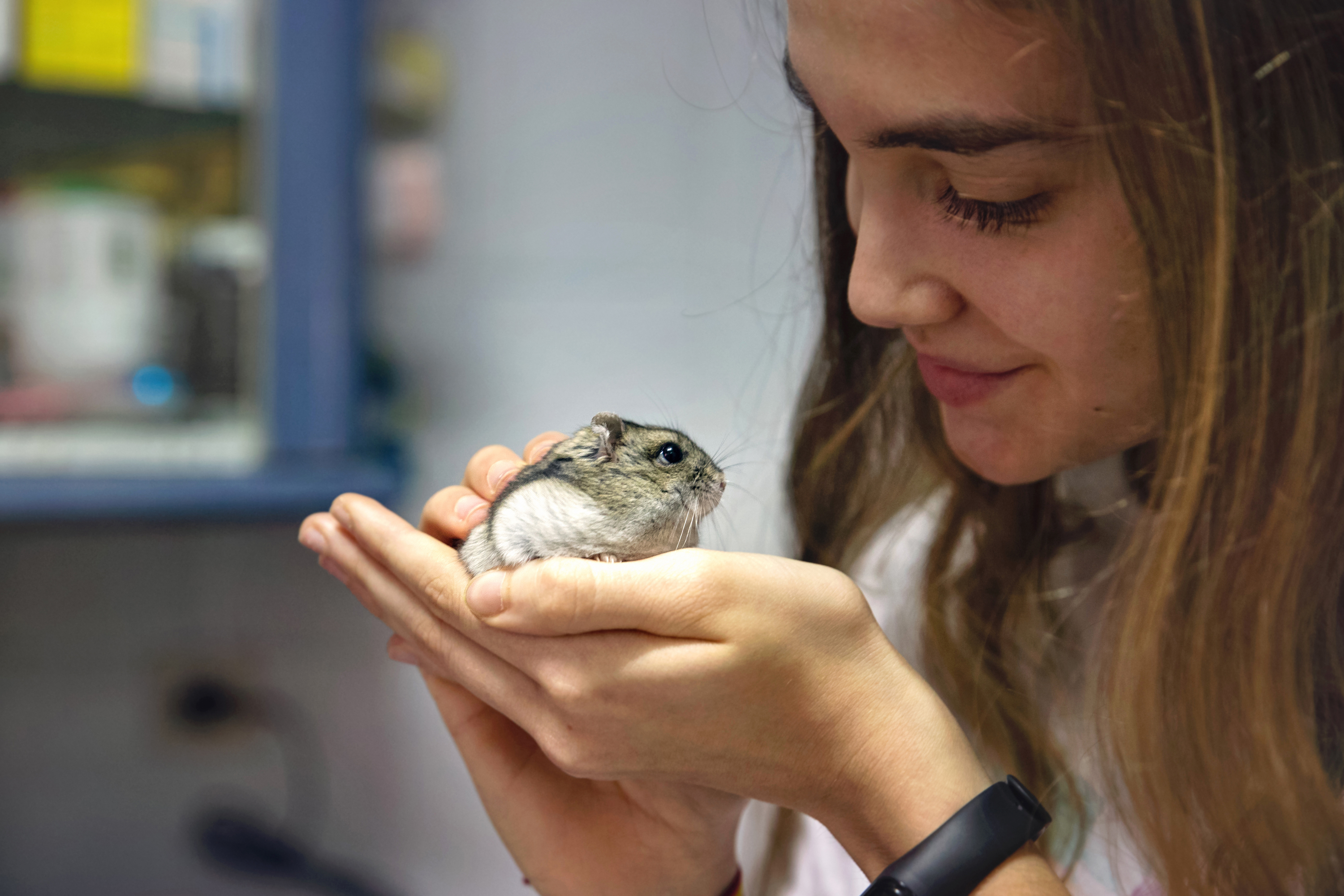 Girl carefully holds a Russian dwarf hamster