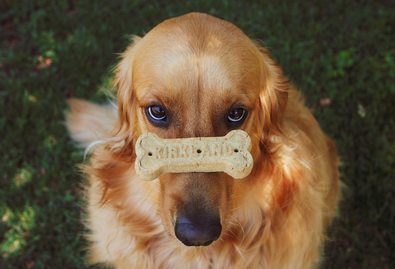 A Golden Retriever balancing a treat on his muzzle.