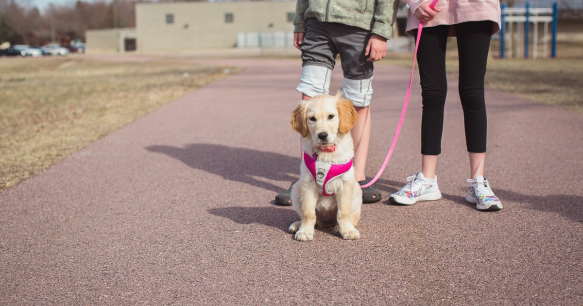 How To Know When Your Pup Is Ready To Take Walks PawTracks