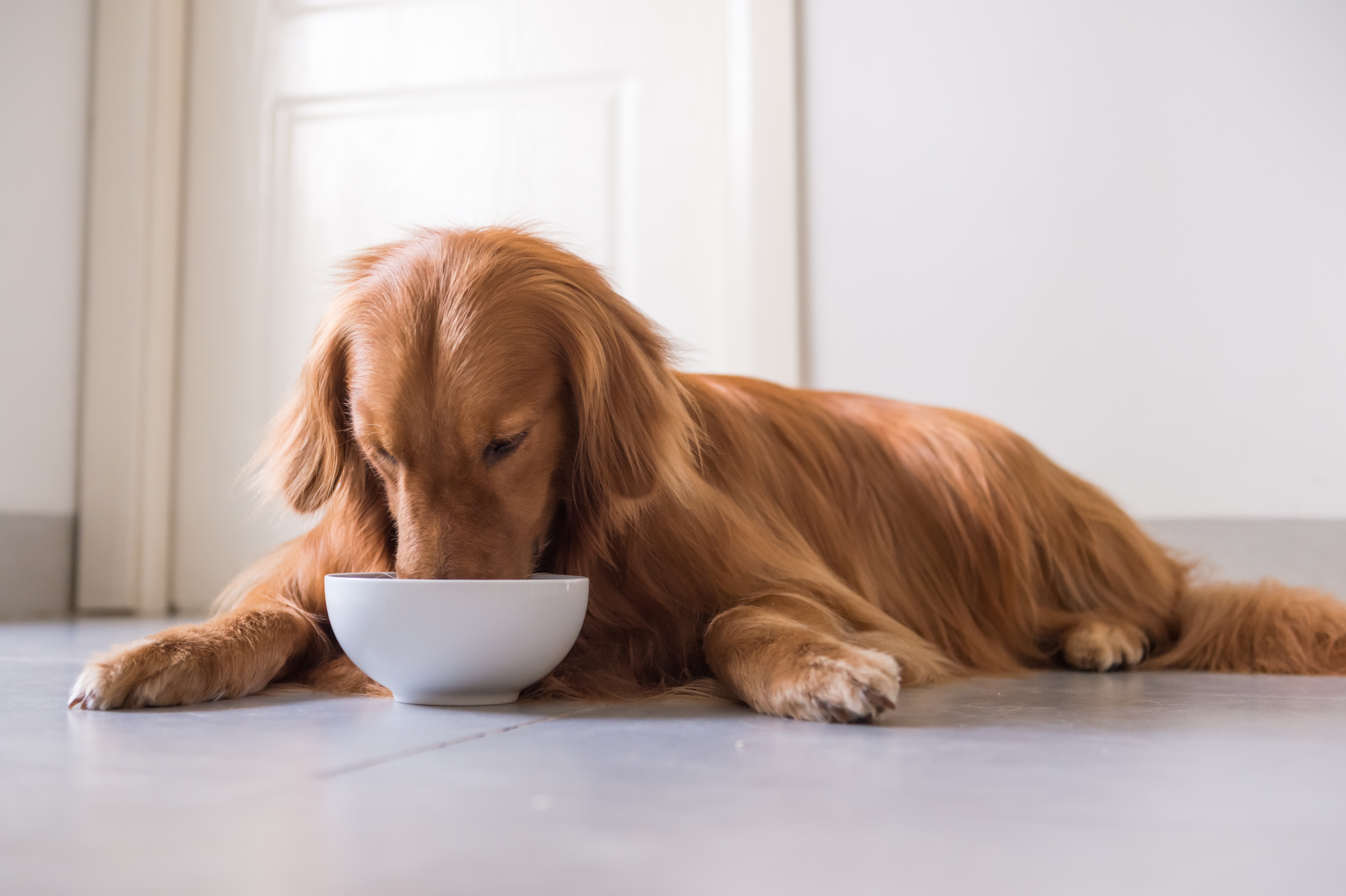 golden retriever eating