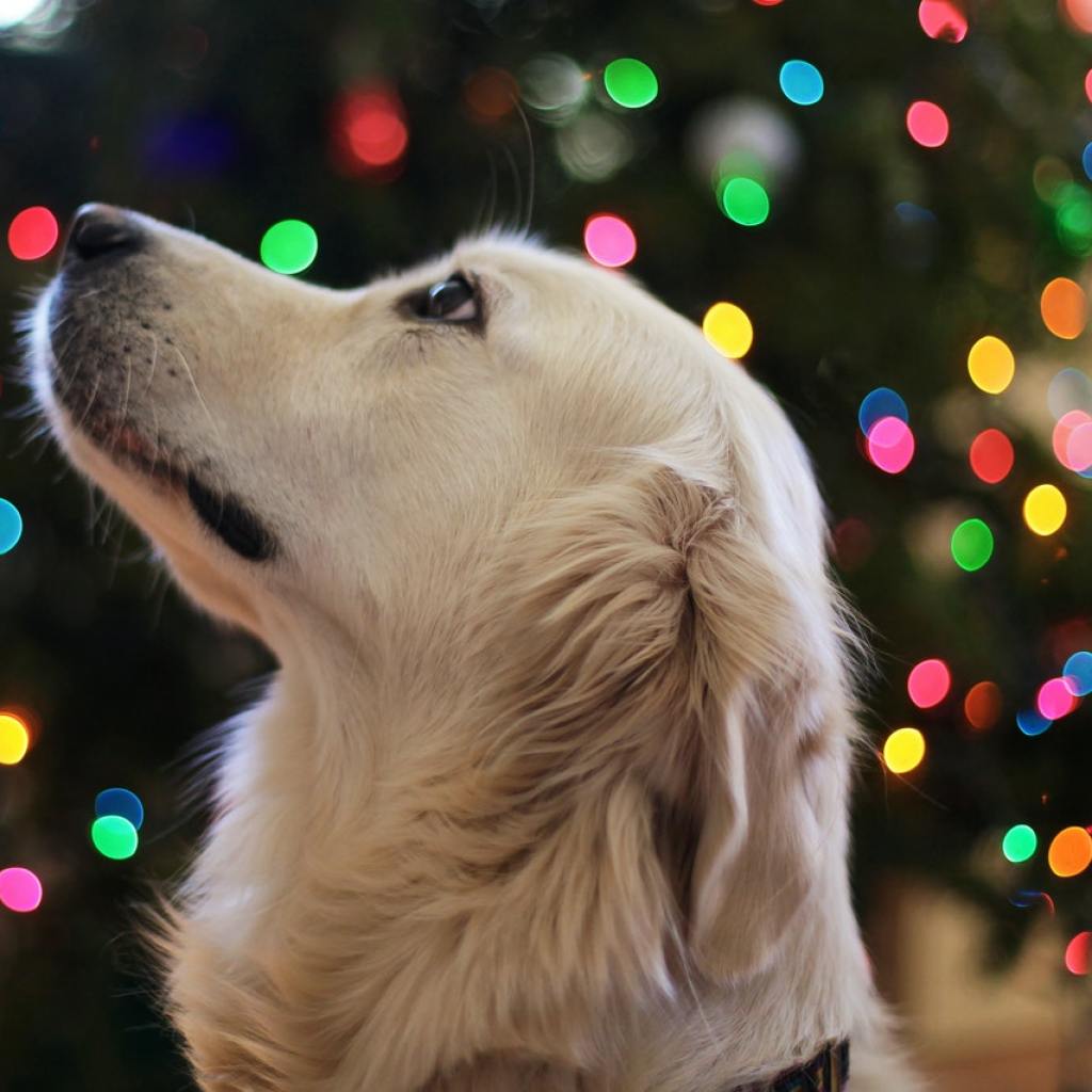 A golden retriever stands in front of a lit Christmas tree.