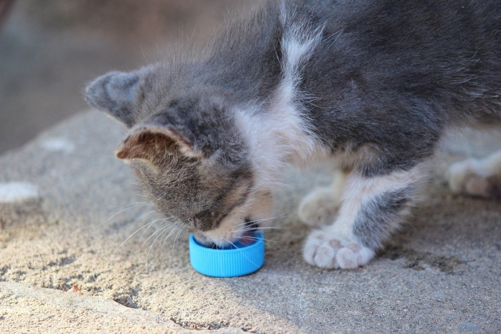 A gray and white kitten drinking from a bottle cap