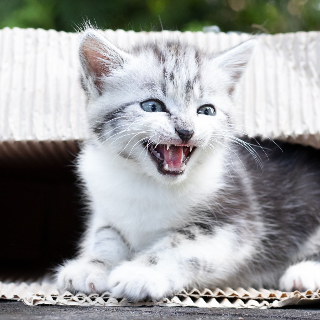 Gray and white kitten in a box with its mouth open