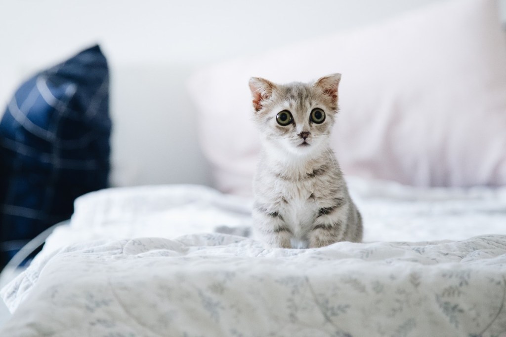pilkas kačiukas ant lovos didelėmis akimis