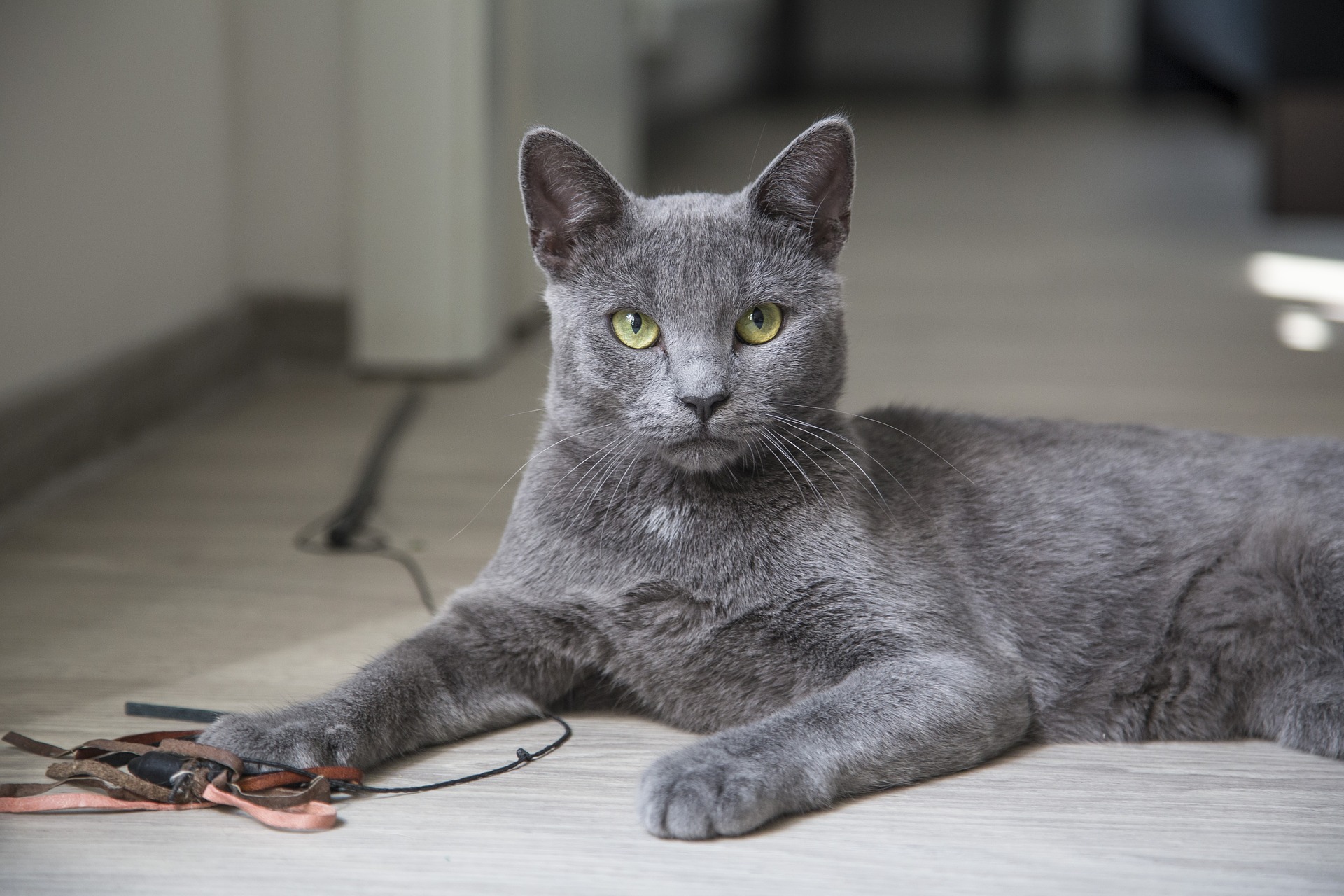 Grey cat lying on the floor with a string toy