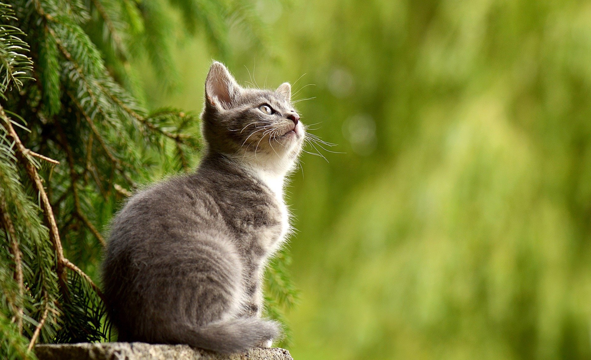 Grey kitten sitting outside on a stump