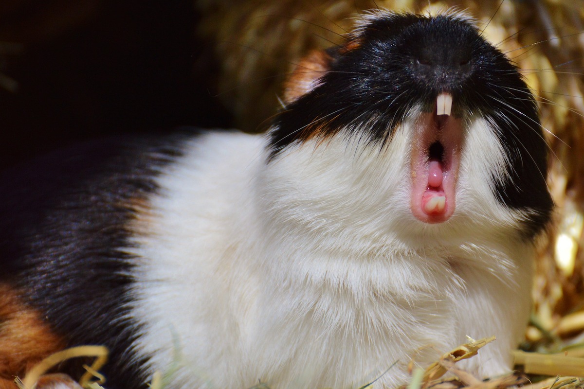 Guinea pig yawns and shows his teeth