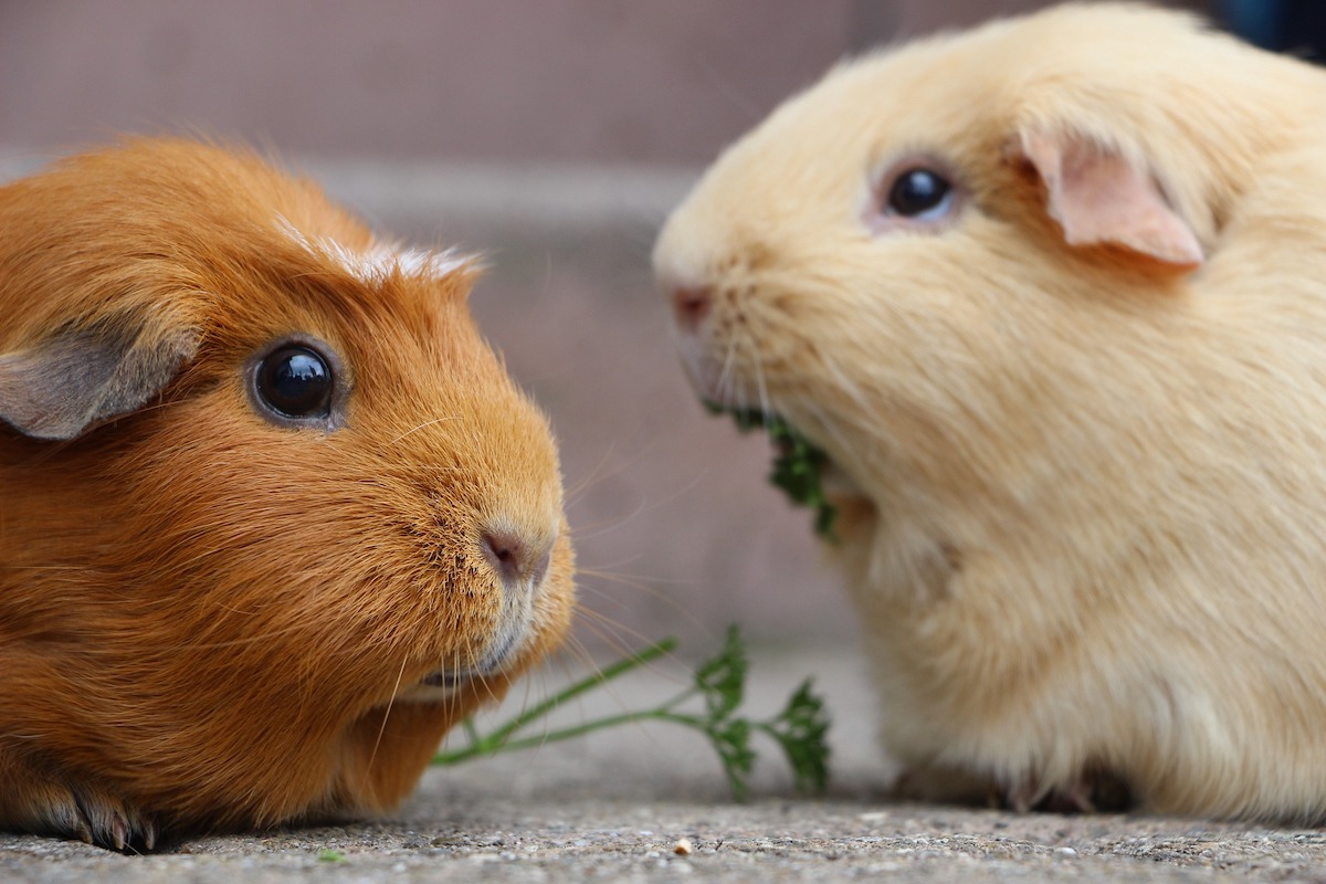Two guinea pigs eat greens