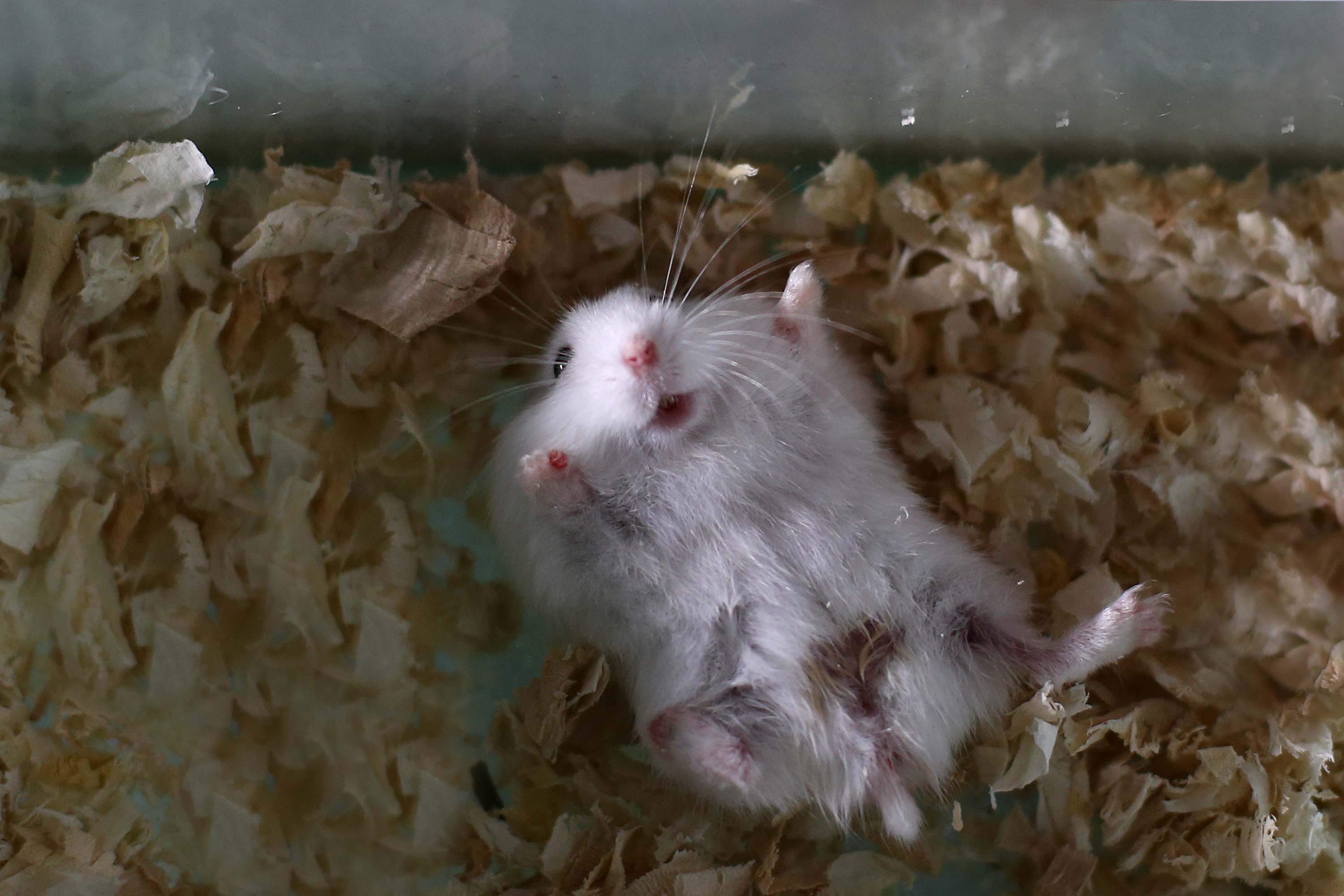 Hamster lies happily on his back in his bedding