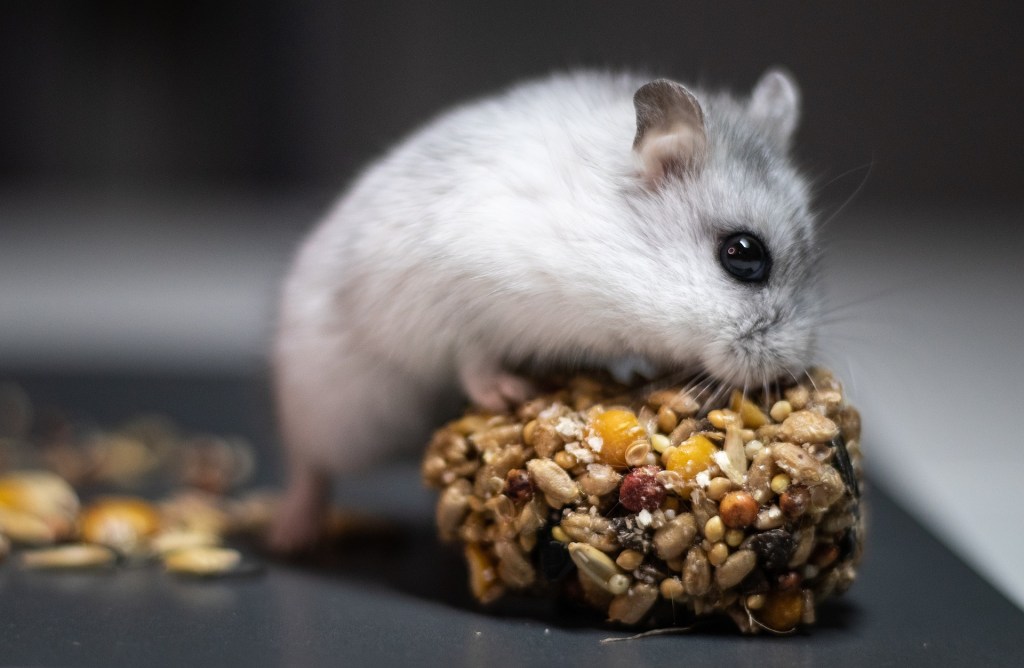 Hamster eats a snack of seeds
