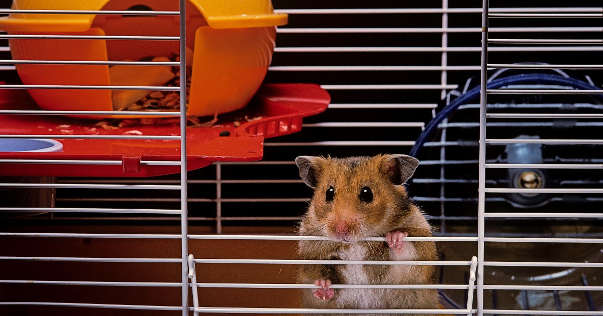 Išbandykite šiuos dalykus, kad surastumėte savo žiurkėną, jei jis pabėgtų