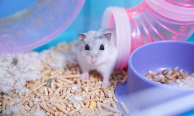 Hamster enjoys his tubing in well stocked cage