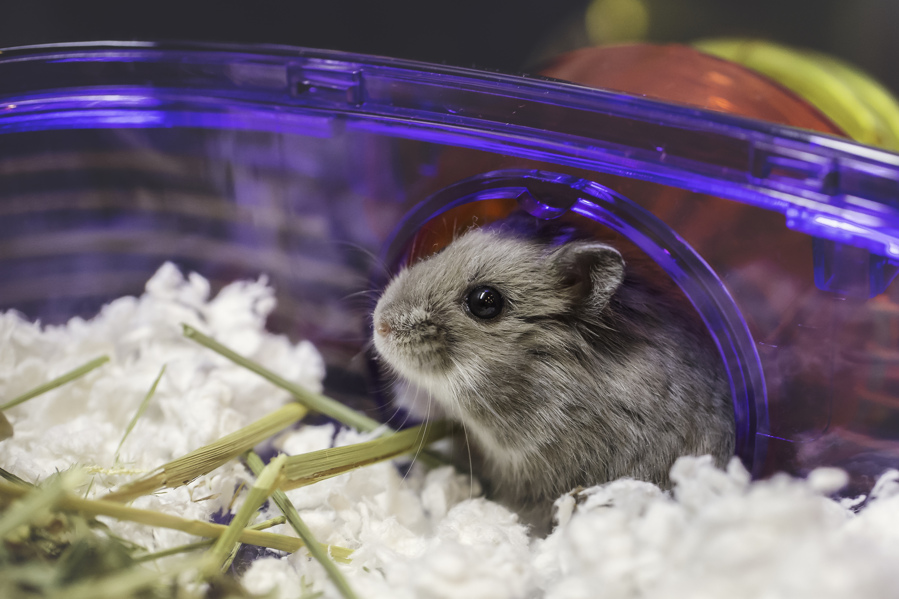 Peržiūrėkite šiuos geriausius 2021 m. žiurkėno narvus